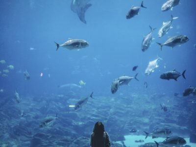 l'aquarium de Saint Malo